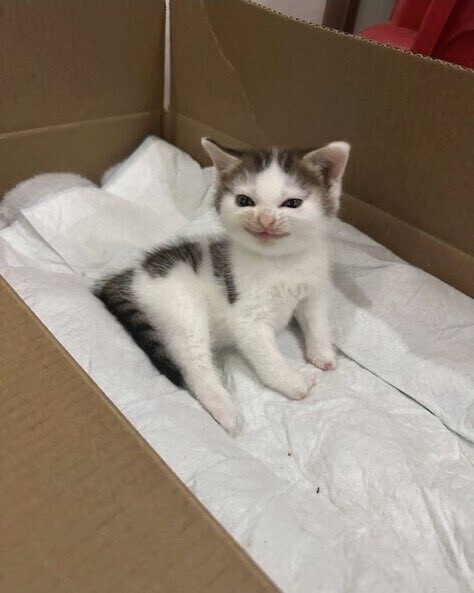 たまらん😸