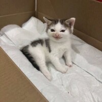 たまらん😸