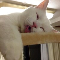 お休み～🥵