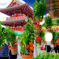 浅草 ほおずき市 四万六千日✨