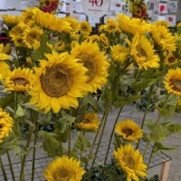 ひまわり🌻