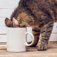 ☘️おはようございます☘️