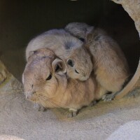 菅野
