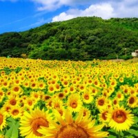本日お休みです