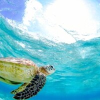 26日㈰ 夕方から出勤致します