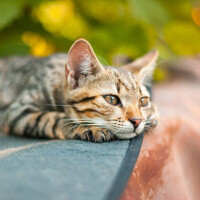 ☘️本日お休みをいただいております☘️