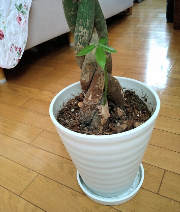成長中🌿