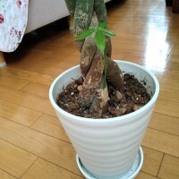成長中🌿