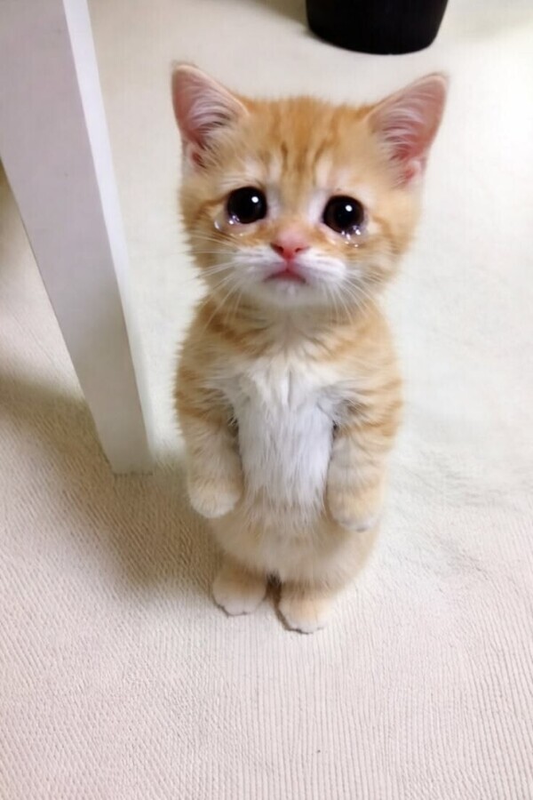 お休み😽