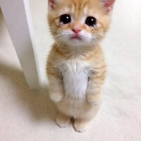 お休み😽