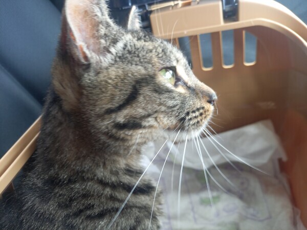 動物病院😽🏥