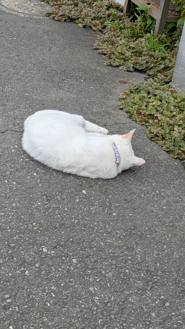 癒し