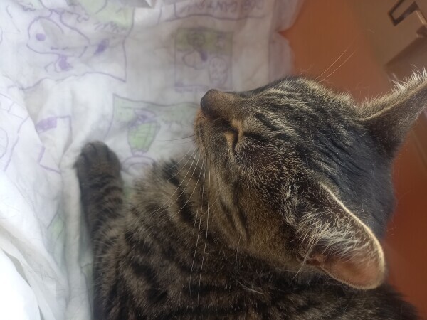 動物病院😽🏥