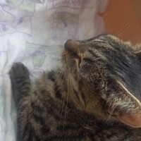 動物病院😽🏥