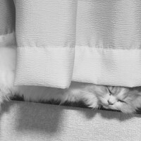 ᴳᴼᴼᴰ ᴹᴼᴿᴺᴵᴺᴳ *ﾟ