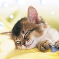 ☘️おはようございます☘️