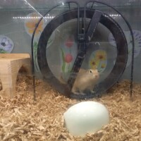 可愛かった～🐿️