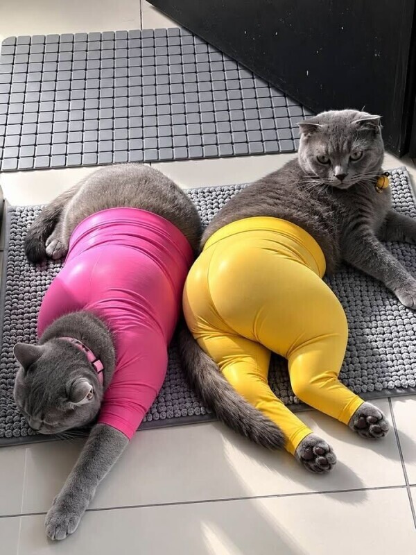 出勤しました😹