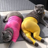 出勤しました😹