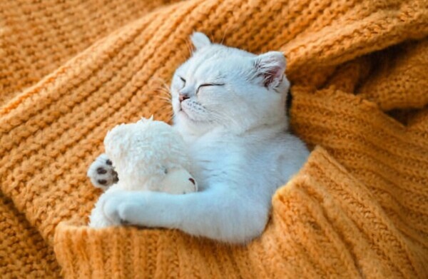 おやすみなさい😴