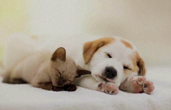 おやすみなさい😴