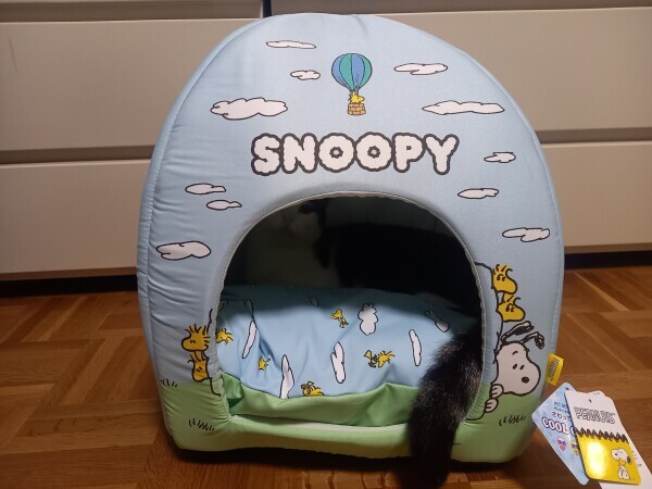 猫ハウス😸🎵