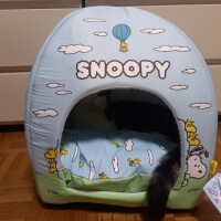 猫ハウス😸🎵