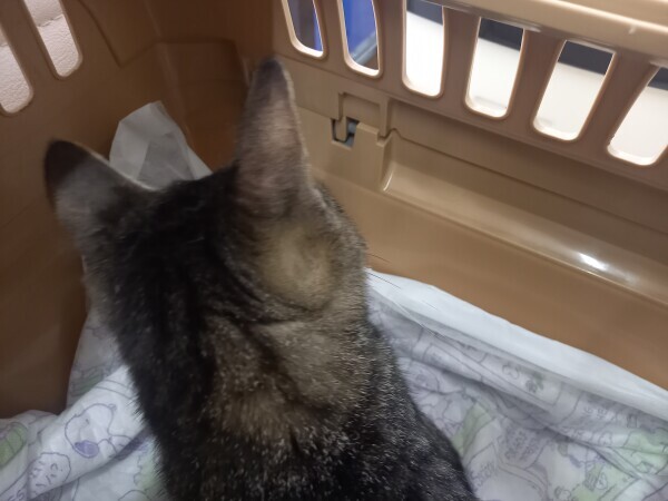 動物病院😽🏥