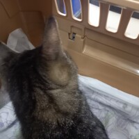 動物病院😽🏥