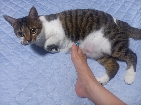 また来たの😽