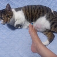 また来たの😽