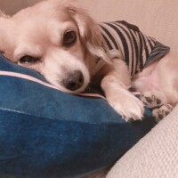 🏥行ってきます🐕