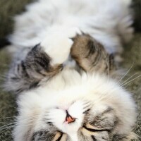 おやすみなさい😴