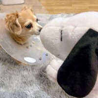 耳垂れ🐶