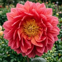 ありがとうございました🌷