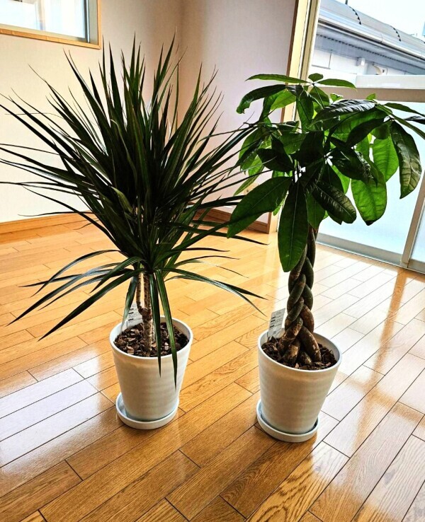観葉植物をお迎え✨