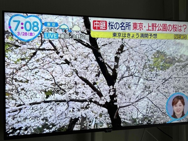 こんにちは🌸🌸