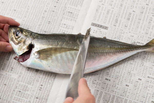 鯵が好き🐟