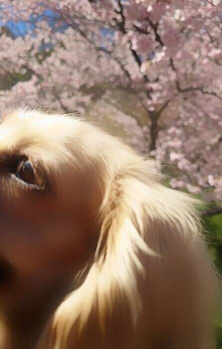 ✨🪷癒されるお時間を🪷✨