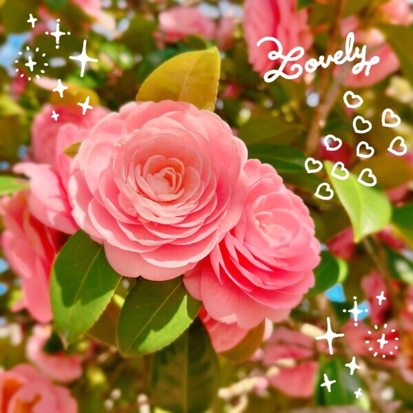 昨日は🍀