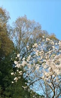 さくらがさいた🌸