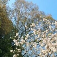 さくらがさいた🌸