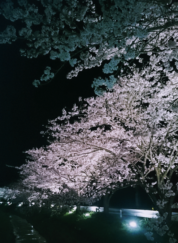 ラストチャンスかも🌸