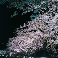 ラストチャンスかも🌸