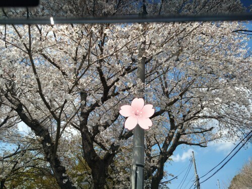 🌸さくら🌸