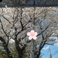 🌸さくら🌸