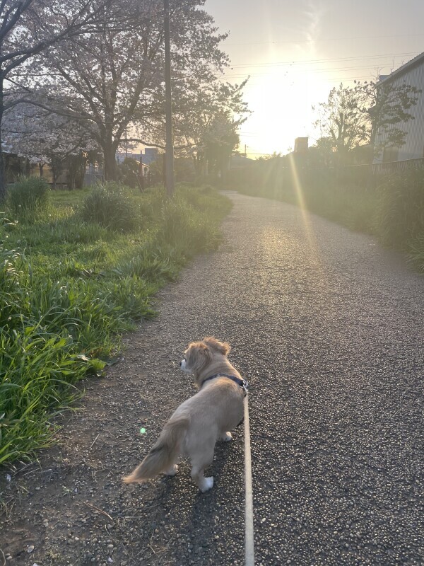 𓂃𓈒🐕✨