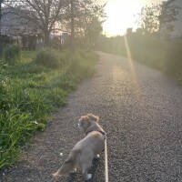 𓂃𓈒🐕✨