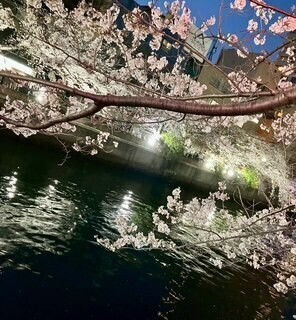 夜桜🌸