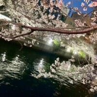夜桜🌸